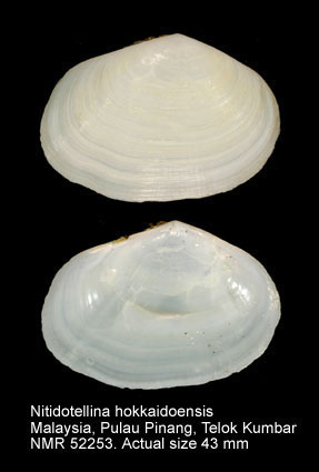 Nitidotellina hokkaidoensis.jpg - Nitidotellina hokkaidoensis(Habe,1961)